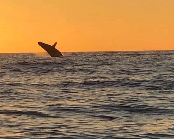 Whales Whales Whales