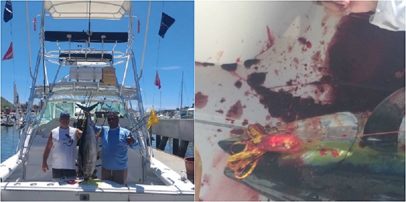 35′ Cabo Express
