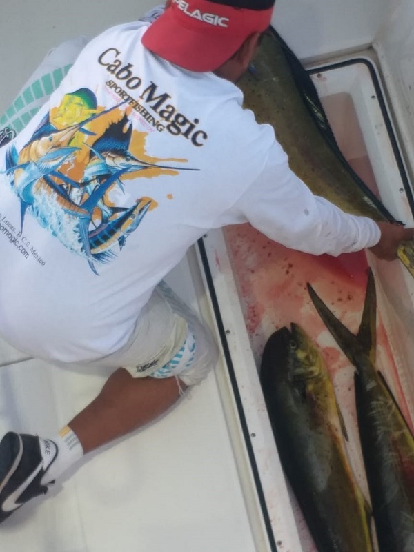 This is the current release of the **Limited Edition Original Design FISH EXPLOSION Long-sleeve shirts** Get yours by contacting the office – supplies are limited