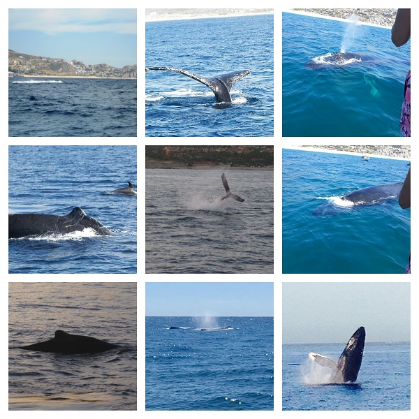 WHALES, An Amazing Magnificent Wonder of Cabo San Lucas