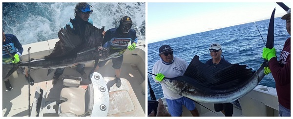 Early Season Sailfish