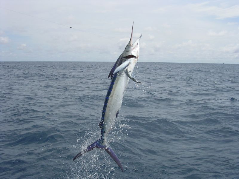 Marlin in the Air