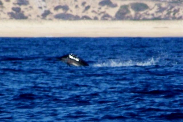 Daytona Beach, FL