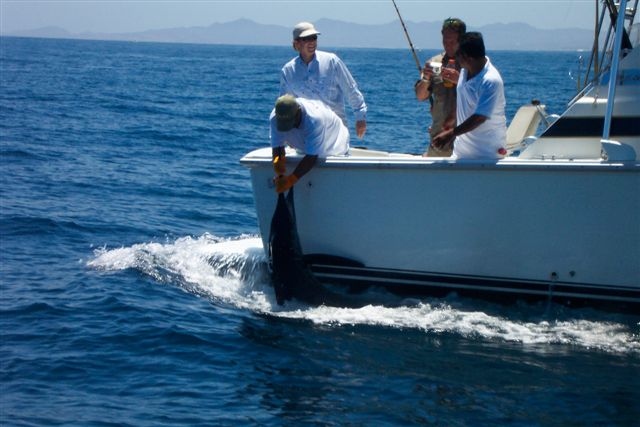 CR&R 2 Striped Marlin