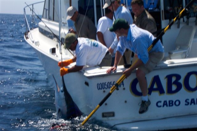 Day two – CR&R 1 Striped Marlin 