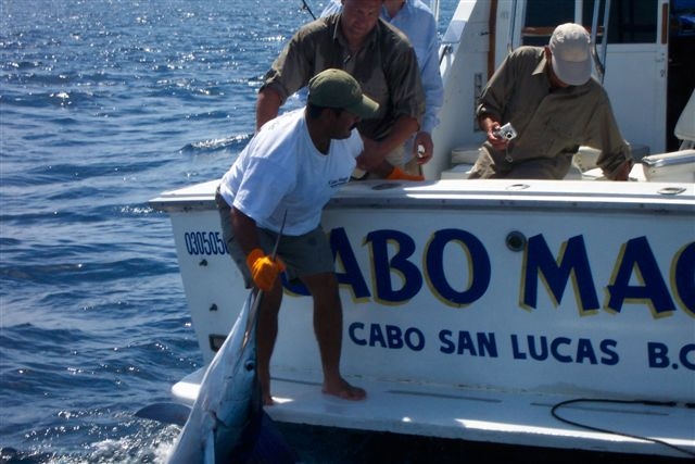 Day two – CR&R 1 Striped Marlin