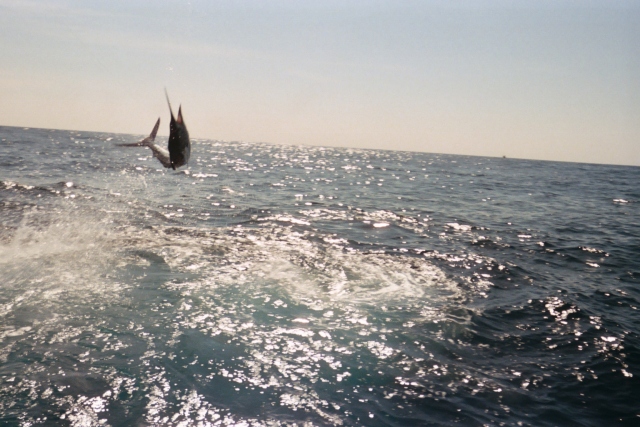 WOW Marlin acrobatics caught by VIP Client Tom Whaley fishing aboard “CABO MAGIC” with Capt Hector on May 22, 2006