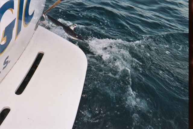 Mako Shark released by VIP Client Tom Whaley fishing aboard “CABO MAGIC” with Capt Hector on May 22, 2006