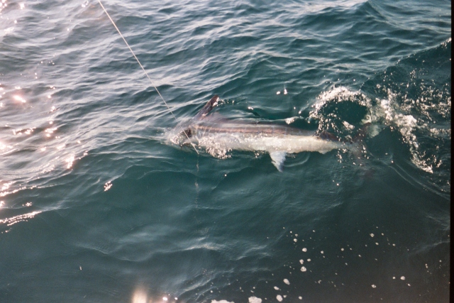 Marlin caught & released by VIP Client Tom Whaley fishing aboard “CABO MAGIC” with Capt Hector on May 22, 2006