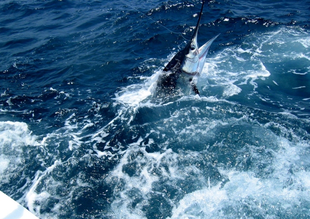 Devin Winkler’s first marlin before release.