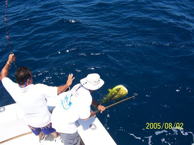 Capt Hector & Tommy ready to bring in dorado to be weighed at Bisbees East Cape Offshore