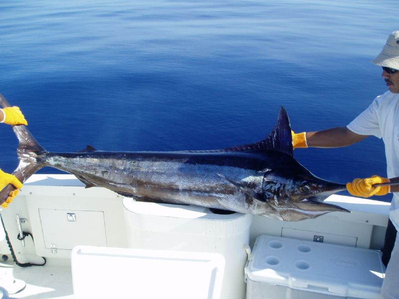 VIP Guest Shane Drawe with his Blue Marlin