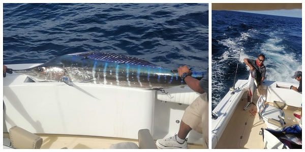 Marlin + Yellowfin Tuna = SUCCESSFUL DAY!