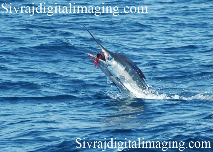 Cabo Magic is by far the best experience on the Water In Cabo San Lucas. You can expect a magical time for sure.