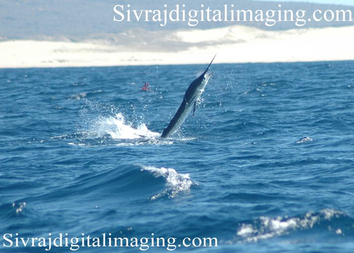 Cabo Magic is by far the best experience on the Water In Cabo San Lucas. You can expect a magical time for sure.